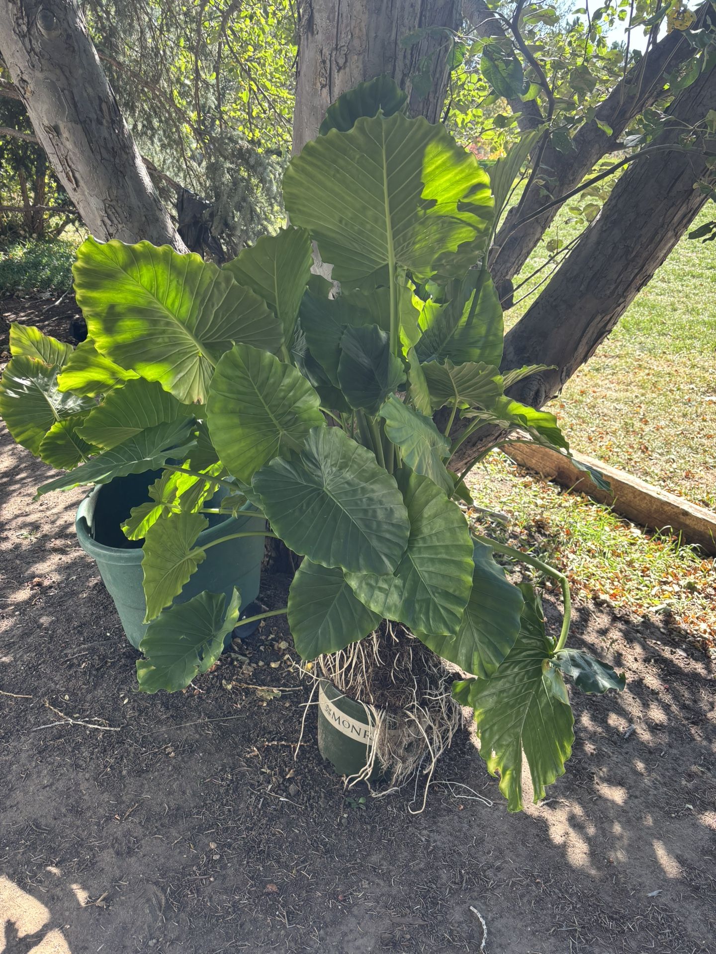 California Alocasia Live Plant Elephant Ears 7 Gallon