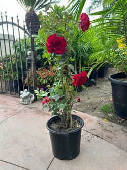 Red rose bush