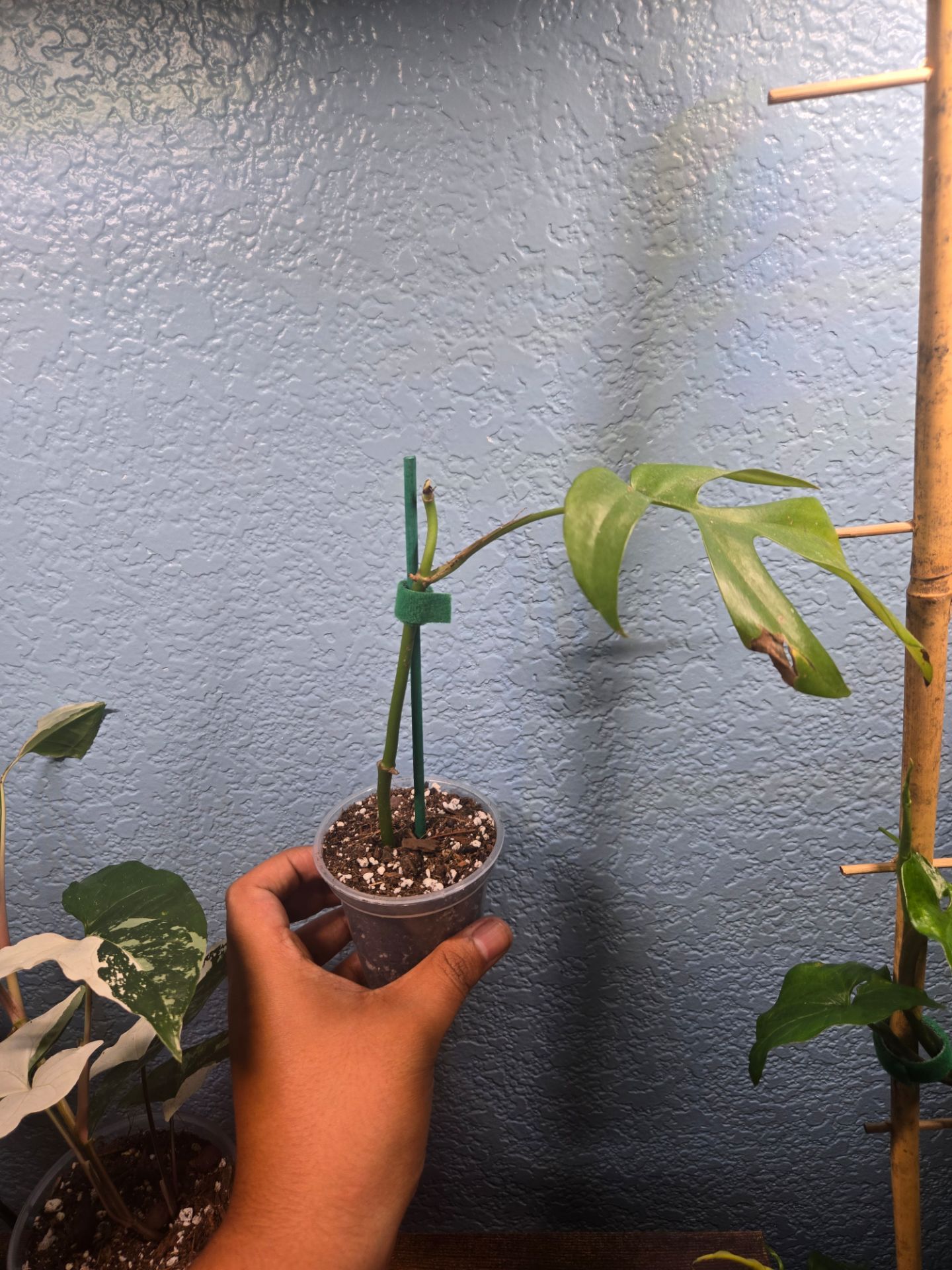 Mini Monstera