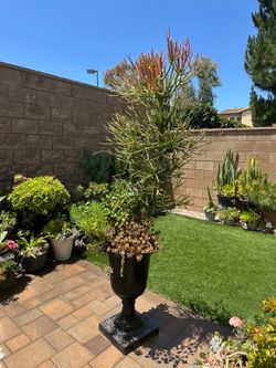 Assorted Succulent Plants: Fire-sticks, air-plants and assorted succulent plants