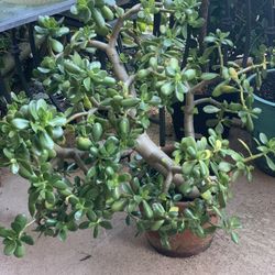 Jade Plant in Terracotta Pot