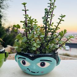 🩵 🩵  🔥 Spooky Dracula Planter w Healthy Elephant Ears Succulents 🐘 🪴 👻   