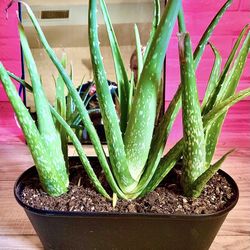 Aloe Vera Plant