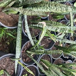 Snake Plants 