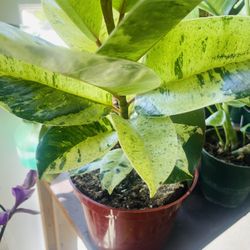 Moonlight Ficus Plant