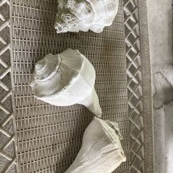 Huge Sea Shells (3)