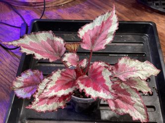 Rex Begonia