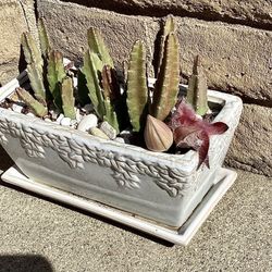 A Flowering Succulent In A Beautiful Ceramic Pot