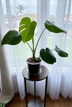 Monstera Deliciosa Live Indoor Plant