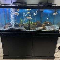 Fish tank Aquarium 75 Gallon With Stand And Extras