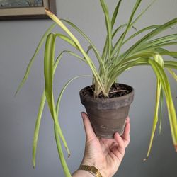 Spider Plant 