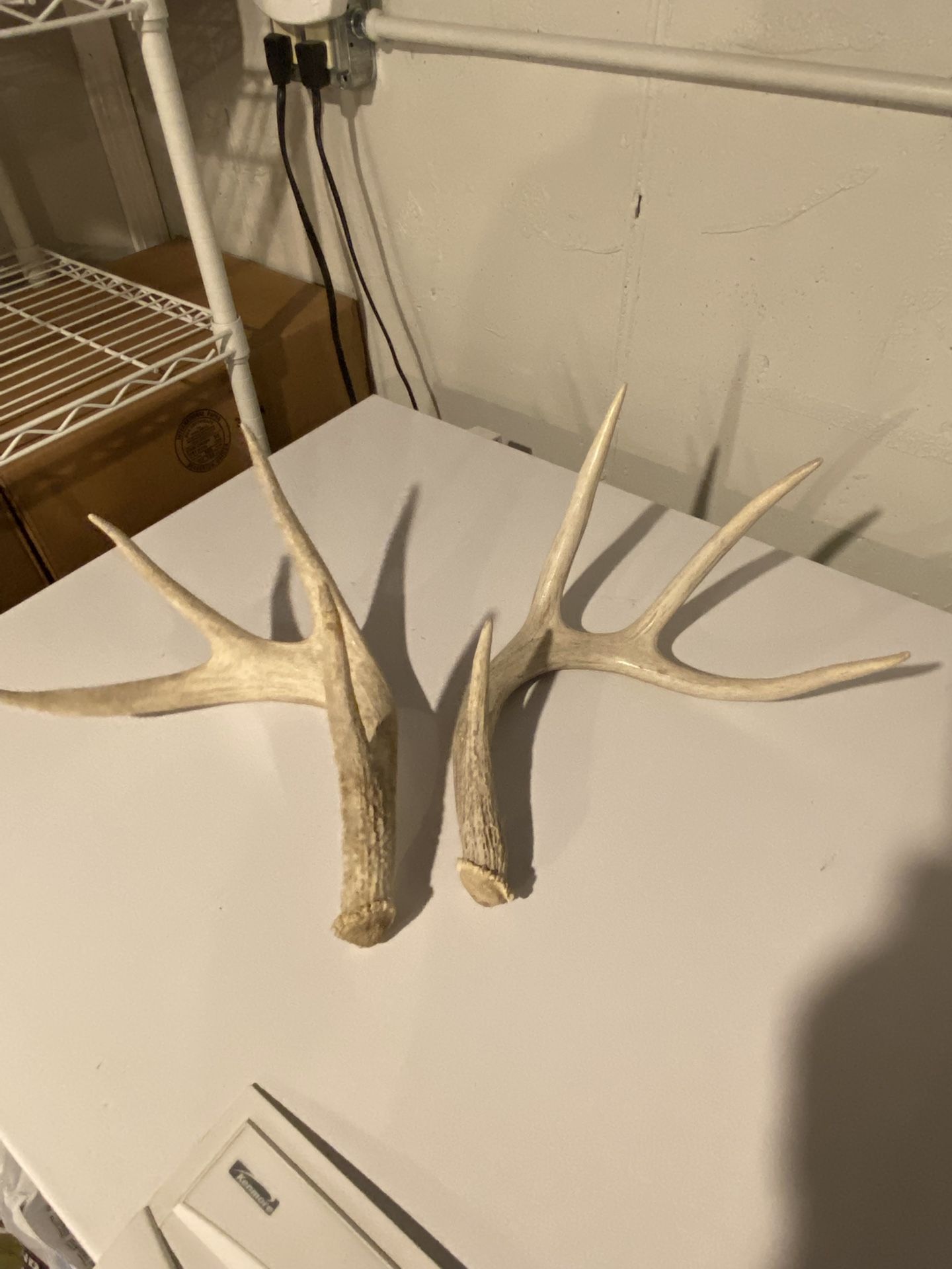 Deer Antler Sheds