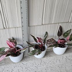 Pink Princess Marble Galaxy Plants (High Variegation) 1 Available 