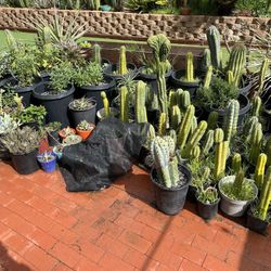 Cactus And Succulents 