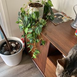 Potted Plant