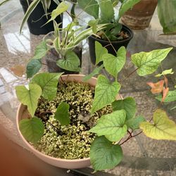 Beautiful Coral Vine Plants, 