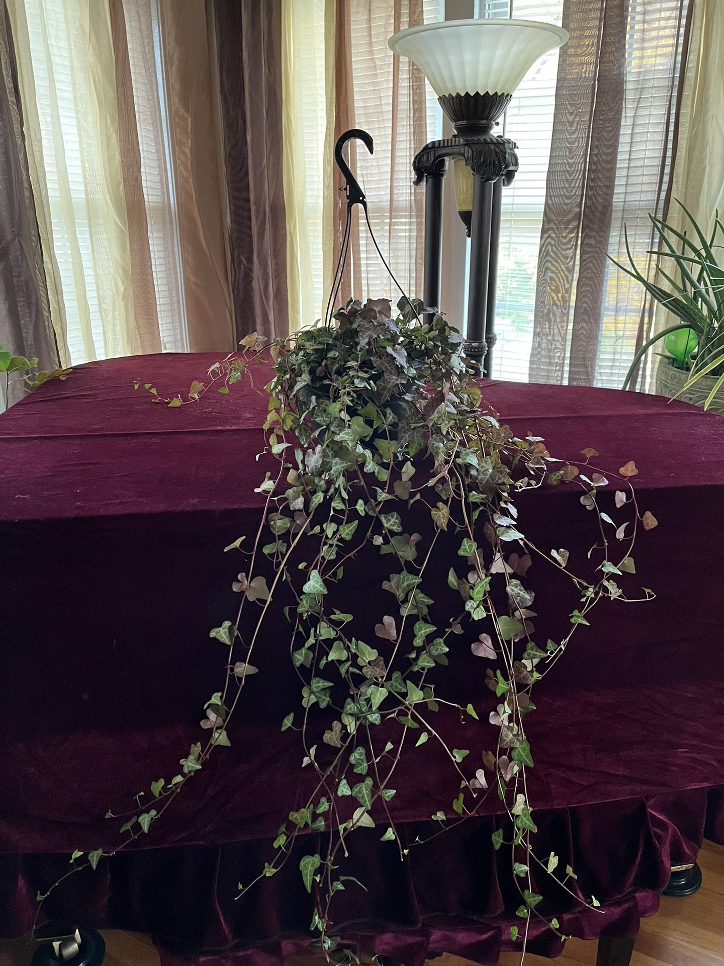 Ivy Houseplant In Pot