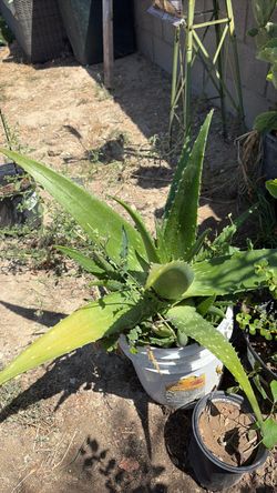Aloe Vera large with baby aloe Vera side