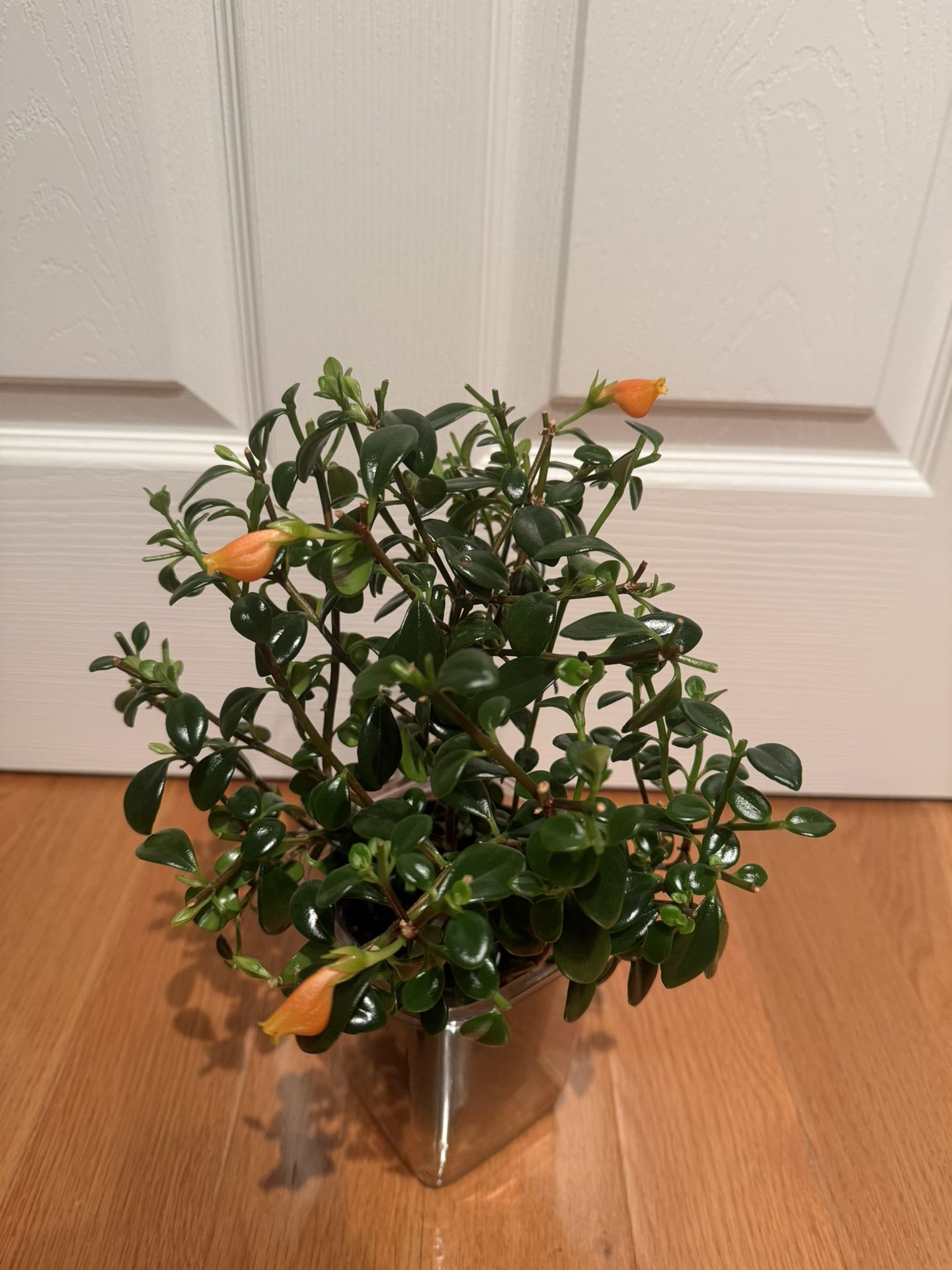 indoor Goldfish Plant 