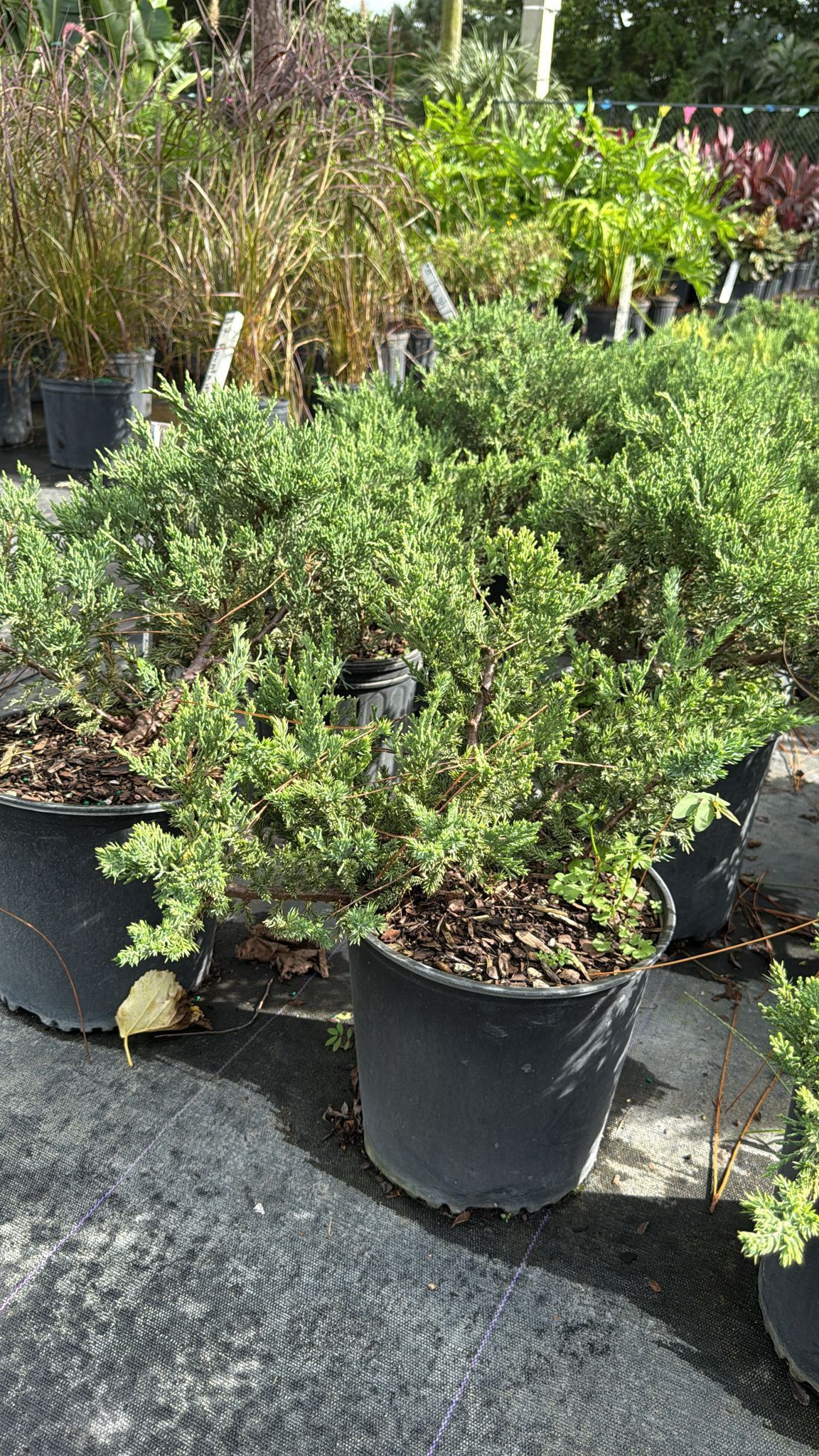 Juniper Regular Parson - 3gl