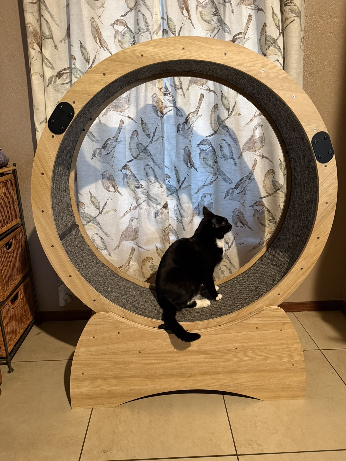 Cat Pet Wheel Exercise