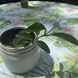 Hoya Carolina White Flower Wax Plant Indoor
