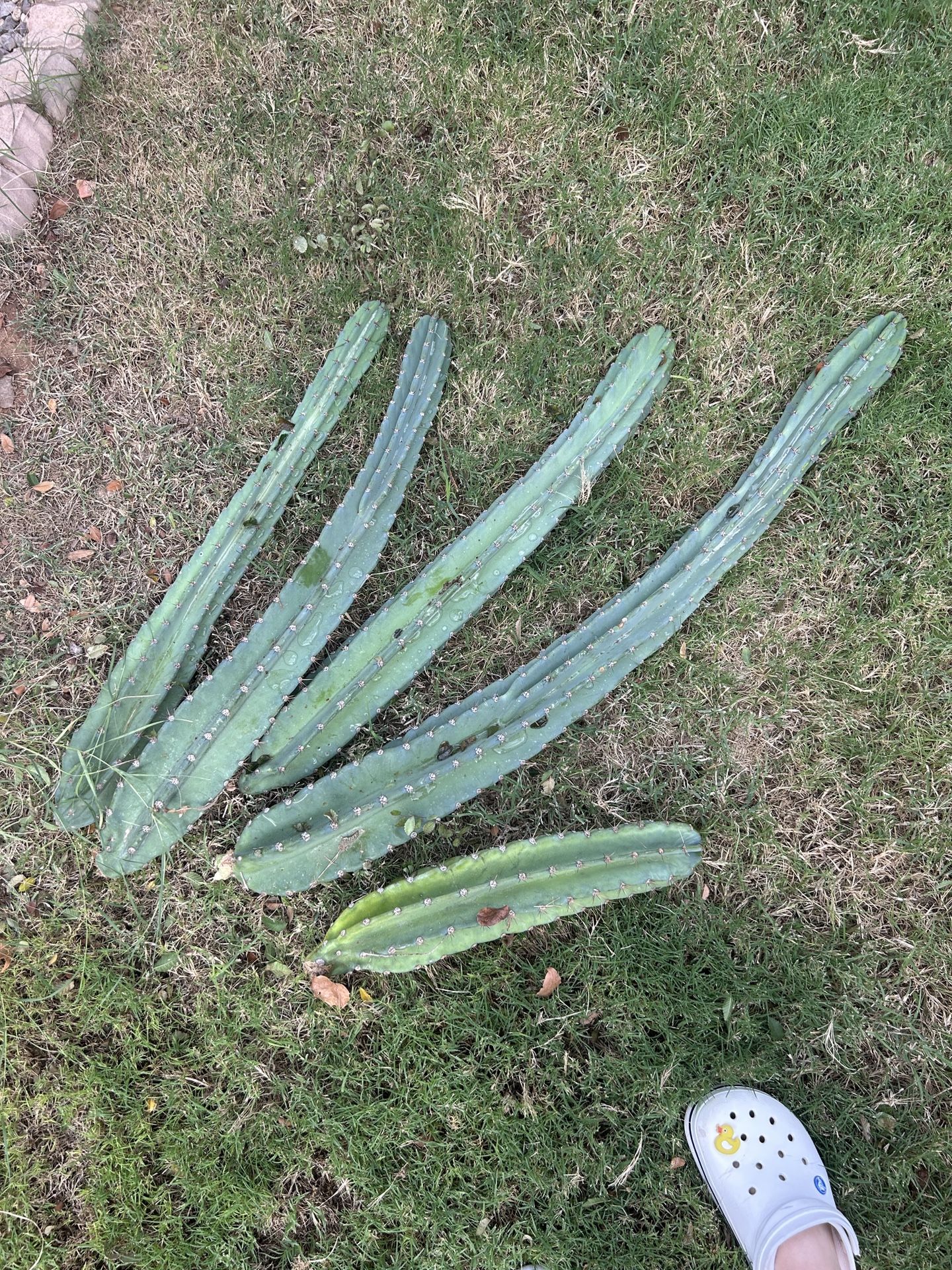 Peruvian Apple Cactus Cuttings 