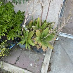 Aloe Vera Plants , Like 5 Of Them