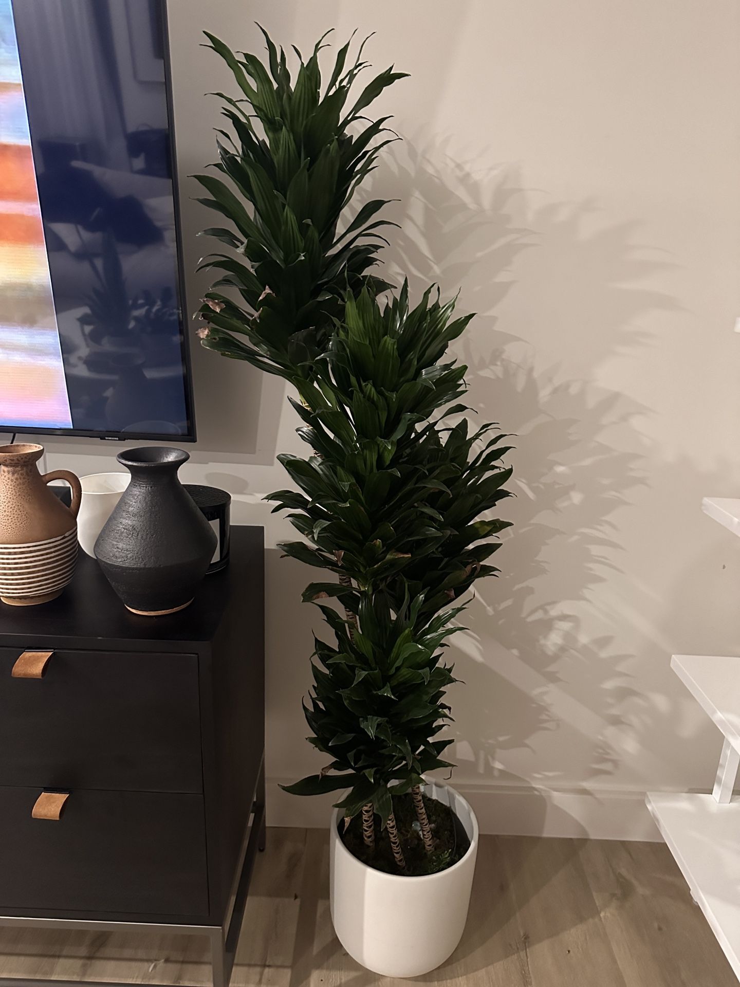 Leon + George DRACAENA COMPACTA Plant