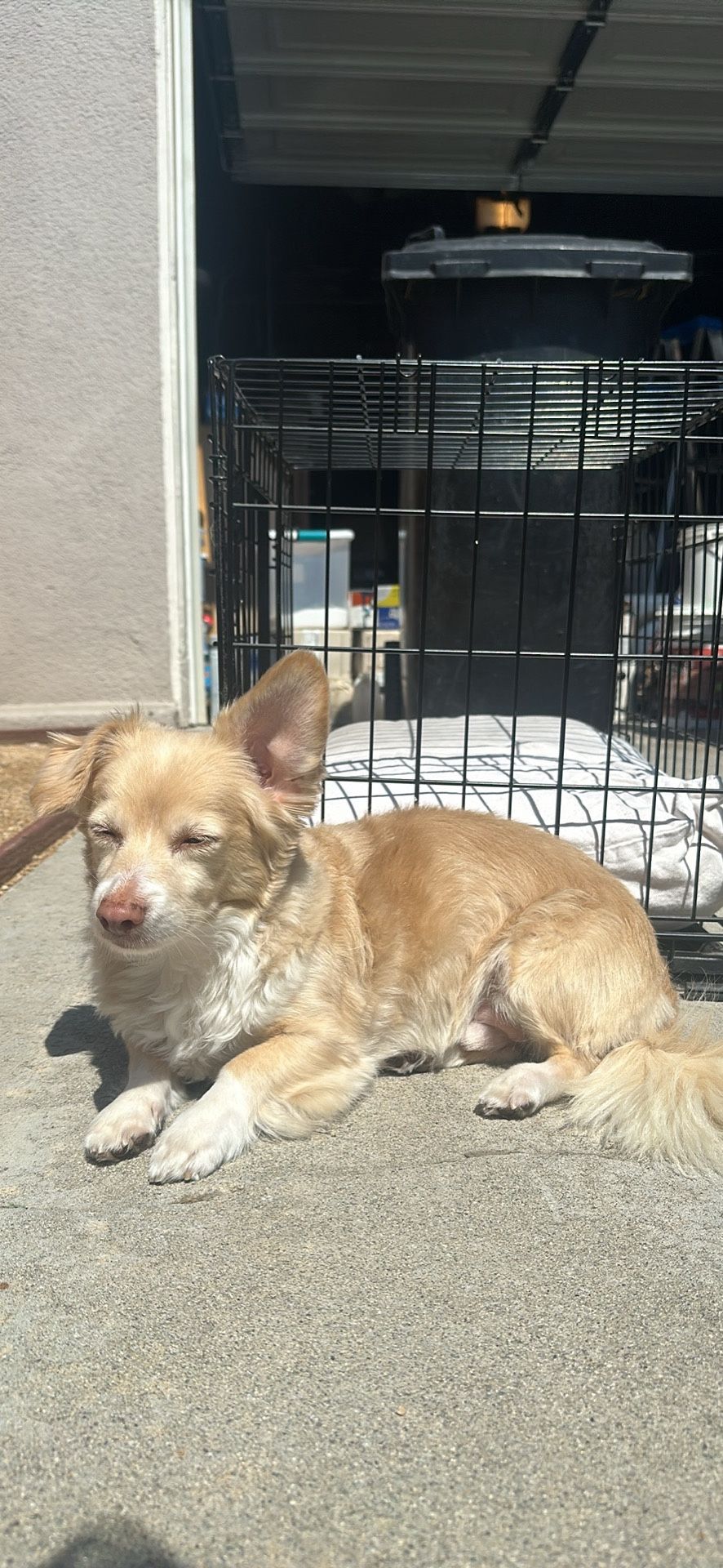 Dog Crate + Cushion 