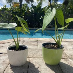 Monsteta Plants in Ceramic Pots