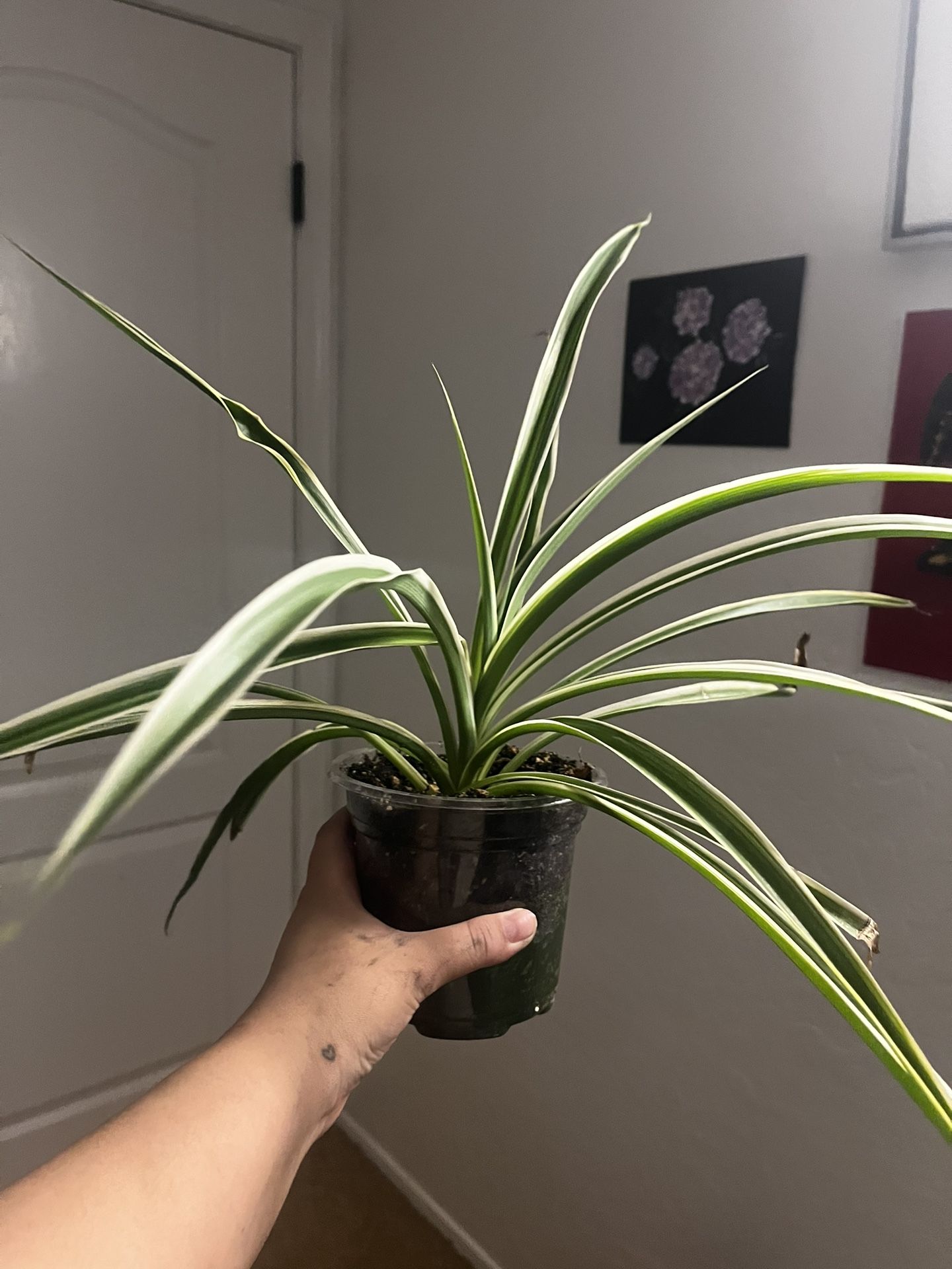Spider Plant