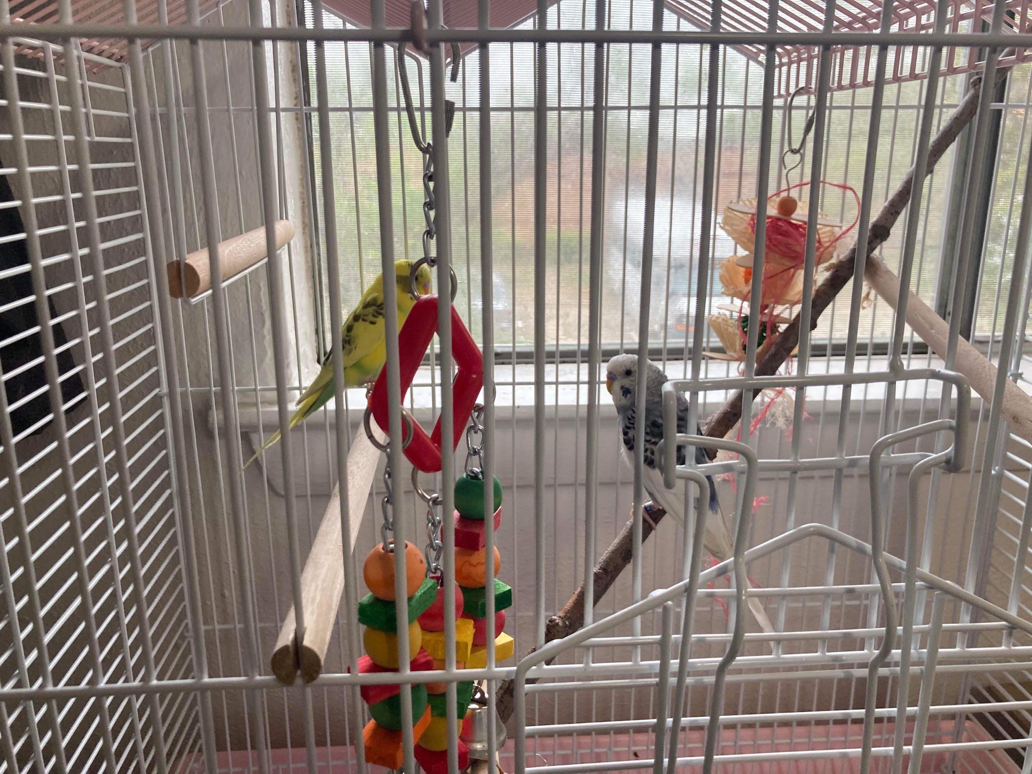 2 Parakeets with the bird cage
