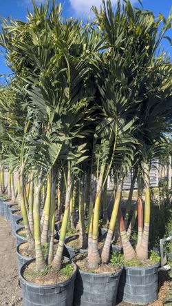 Christmas Palms Over 8 Feet Tall Instant Privacy Hedge For Fence