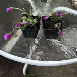 Calandrinia - Succulent