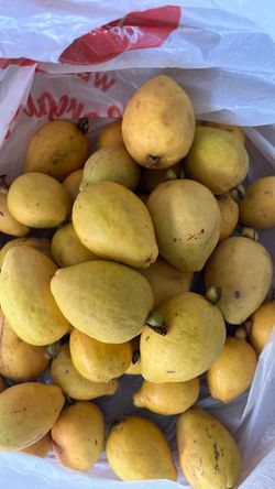 Fresh Yellow Guavas – Large Bag