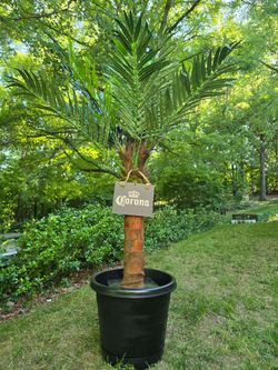 Palm Tree