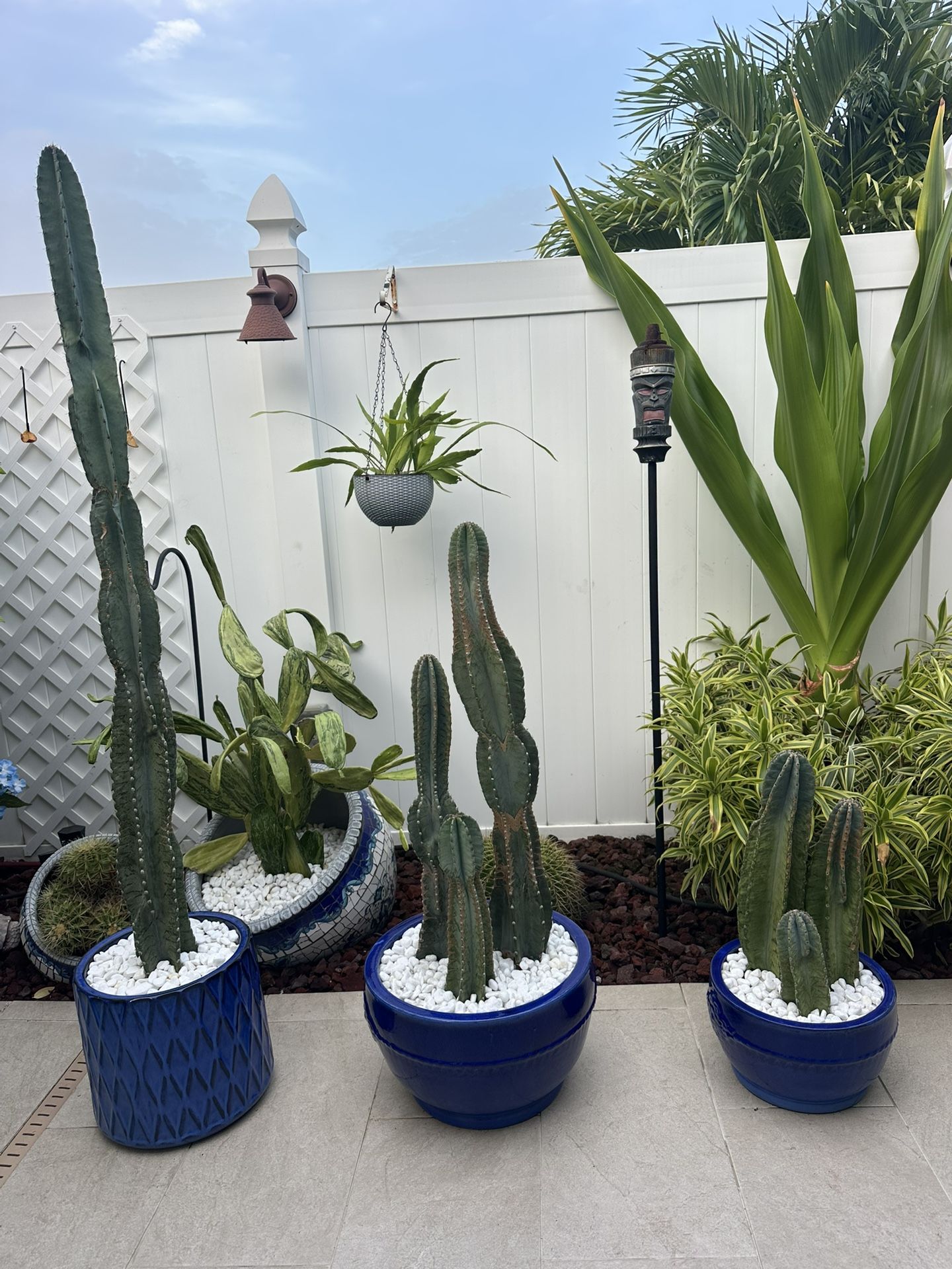 Cactus In Ceramic Pots For Sale