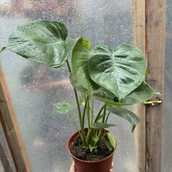 Monstera Deliciosa Plants  🪴💚