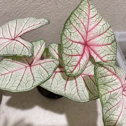 4 Different Plants For $50