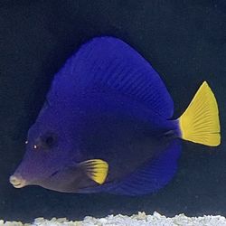 Fake Purple Tang 