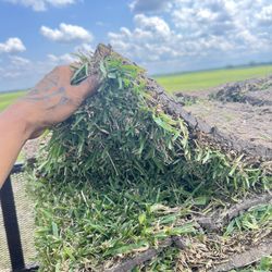 Grass For Sale 