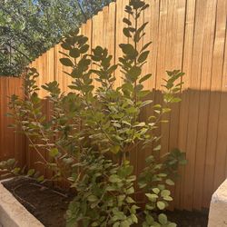 Smoke Tree Smoke Bush