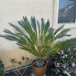 Sago Palm