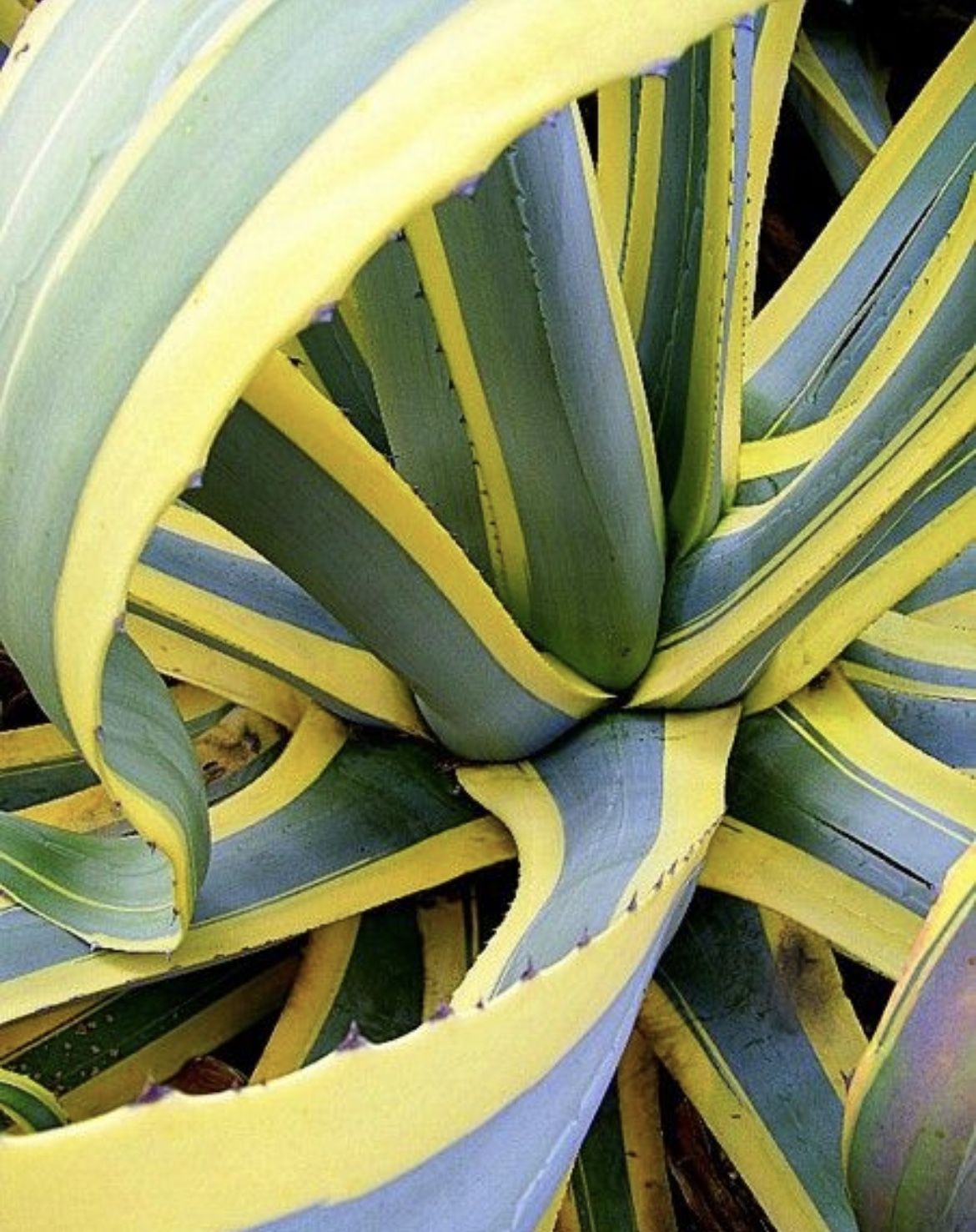 Agave Butter Fingers / Century plant/ 5 Gal Pot