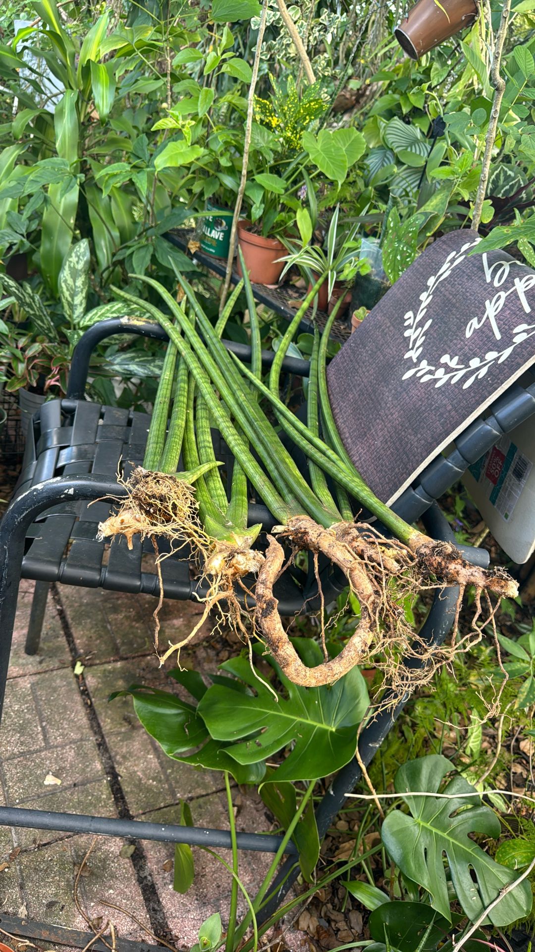 Sanciviera (cilíndrica) Plants 