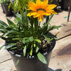 Gasenia plant one gallon pot