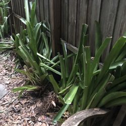 Bromiliad’s   and    CUT Bamboo POLES