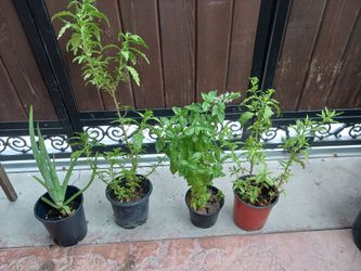 Basil,áloe Verá,epazote ergomo orejón