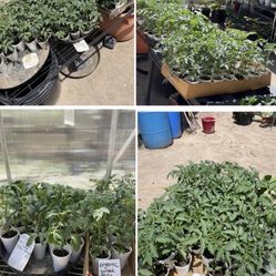 Varieties Of Organic Vegetable Plants On Sale, Healthy And Hardy Plants 